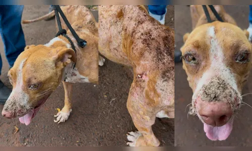 Pitbull ferida, sem água e passando fome é resgatada em Apucarana