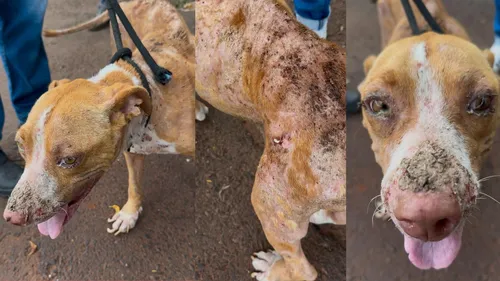 A cachorra foi encaminhada para atendimento veterinário.