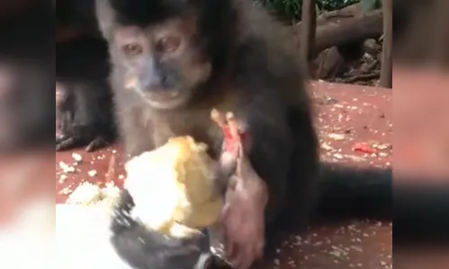 Macaco que teve mão amputada é resgatado no Pq. da Raposa em Apucarana