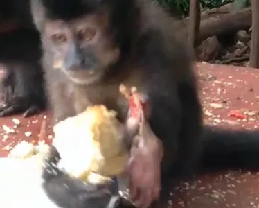 A captura do macaco foi possível graças à ação do popular Toninho dos Macacos, que mora na região e alimenta os animais diariamente