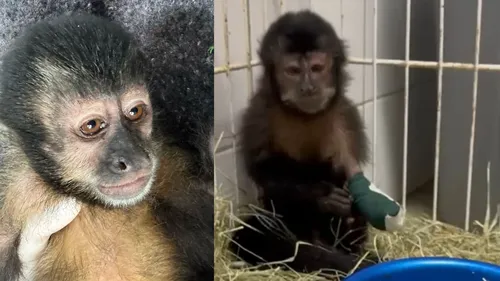 A pequena primata segue em observação 24 horas por dia, e sua recuperação tem sido motivo de grande esperança para a equipe do CAFS.