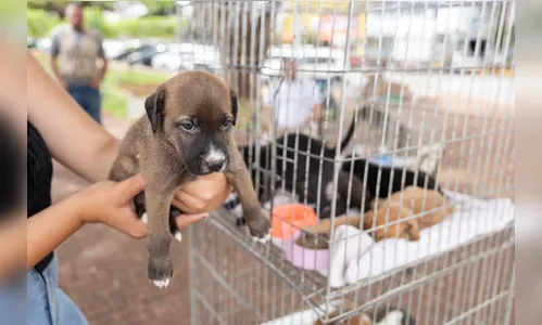 Centro de Saúde Animal realiza feira de adoção de cães em Apucarana