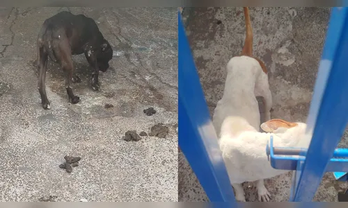 Pitbulls resgatados em Arapongas comiam fezes e vômito, afirma polícia