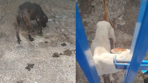Casal de cães foram resgatados e enviados para uma pessoa responsável