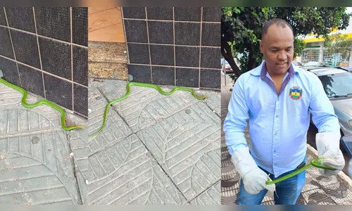 Cobra verde peçonhenta no centro de Apucarana assusta população