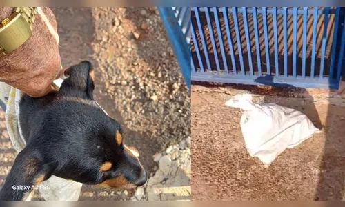Filhote é abandonado dentro de saco amarrado em frente ao Cemsa; vídeo