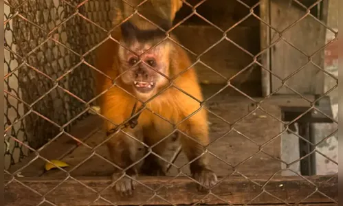 Macaca que vivia acorrentada pelo pescoço há 31 anos é resgatado no PR