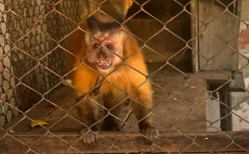 De acordo com o delegado Guilherme Dias, o animal foi vítima de tráfico e vivia nestas condições desde 1994