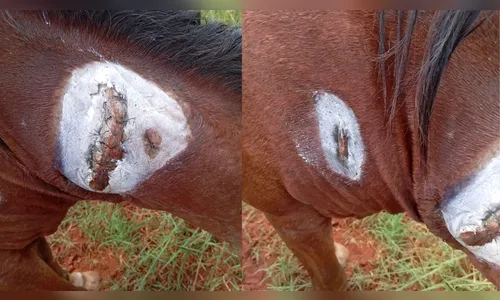 Dona de éguas denuncia maus-tratos por empresa terceirizada