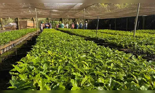 Prefeitura de Ivaiporã entrega 80 mil mudas de café a produtores