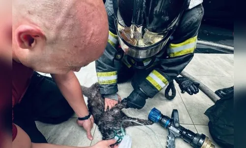 Gato é “ressuscitado” por bombeiros durante incêndio em São Paulo