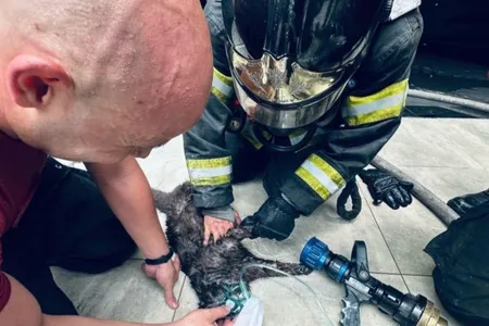 Gato foi encontrado em um dos quartos da residência e recebeu os primeiros socorros do Corpo de Bombeiros
