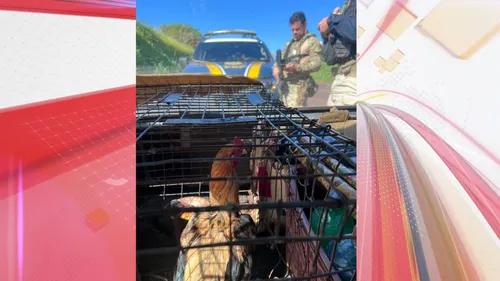 Motorista tentou disfarçar cheiro de maconha colocando galinhas no veículo