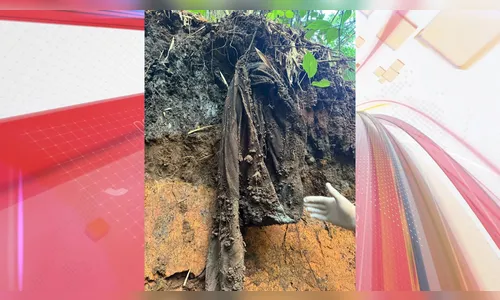 Ossada em decomposição é encontrada em córrego de Arapongas