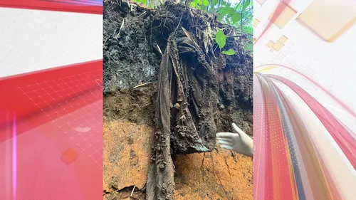 Ossada em decomposição é encontrada em córrego de Arapongas