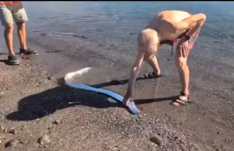 Peixe-remo encontrado na praia da Baixa Califórnia do Sul