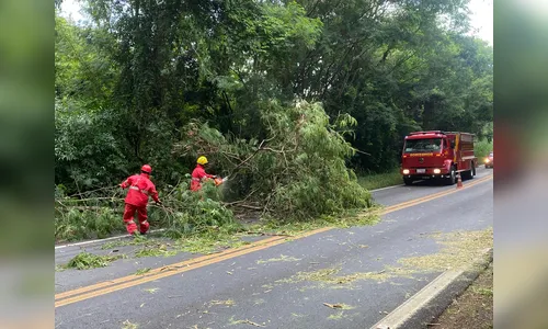 Queda de árvore durante chuva interdita Contorno Norte em Apucarana