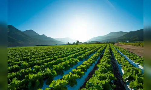 Preços da alface e da batata caem no atacado em janeiro, aponta Conab