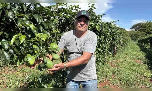 Produção de maracujá cresce e fortalece agricultura familiar na região