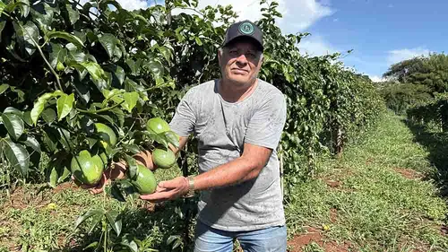 Produção de maracujá cresce e fortalece agricultura familiar na região