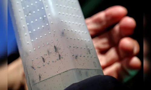 Aumento nos casos de dengue gera alerta em Bom Sucesso