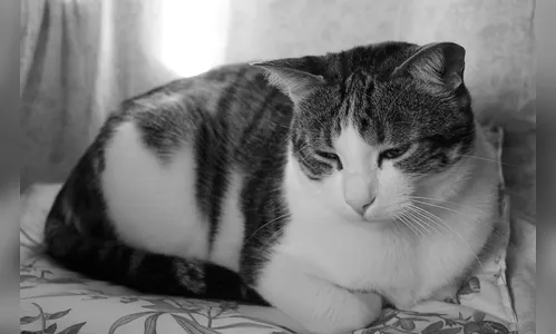 Gato morre após ser atacado com facão por 'serial killer' de animais