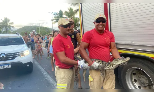 Jacaré é encontrado em praia famosa do Paraná e assusta banhistas