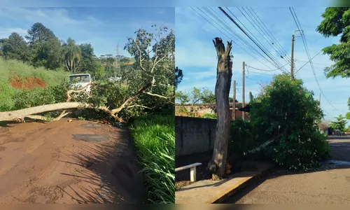 Quedas de árvores mobilizam equipes da prefeitura após fortes chuvas