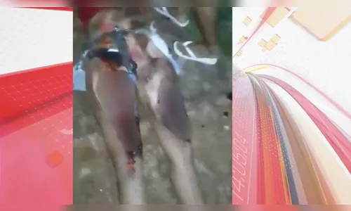 Lesões de vítima de atropelamento equivalem a queimaduras, diz polícia