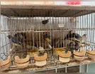 Operação descobre cativeiro com mais de 5 mil aves em Arapongas; vídeo