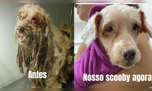 Cachorro é resgatado e tem quase 3kg de pelos retirados do corpo