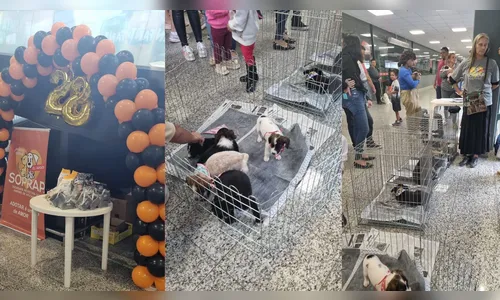 Soprap realiza feira especial de adoção de cachorros neste domingo (6)