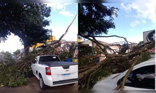 Galho de árvore cai sobre carro e mobiliza Trânsito e Defesa Civil de Apucarana