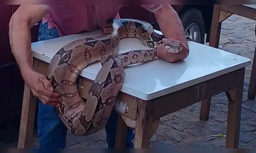 Homem é preso após levar jiboia para boteco; veja o vídeo
