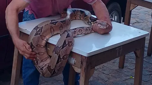 Cobra foi apreendida pela GM
