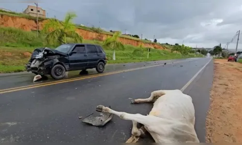 Vaca solta morre após provocar acidente de trânsito em rodovia