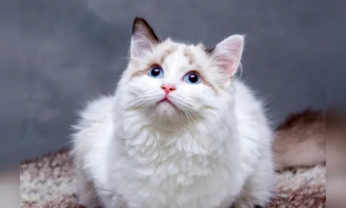 Estudo mostra que pandemia de covid-19 também afetou gatos; entenda