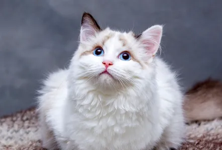 Gatos mudaram de comportamento na pandemia