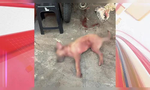 Homem é preso após cão atacar e matar cachorro de vizinho em Cambira