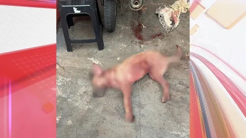 Homem é preso após cão atacar e matar cachorro de vizinho em Cambira