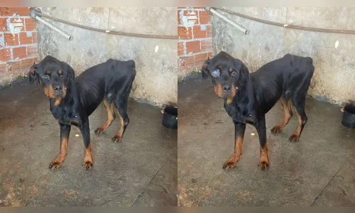 Mulher é presa por desacato e maus-tratos a animal em Apucarana