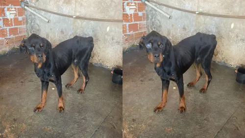 O animal estava visivelmente em estado de desnutrição