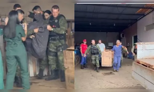 Onça-parda é resgatada em posto de combustíveis de Faxinal