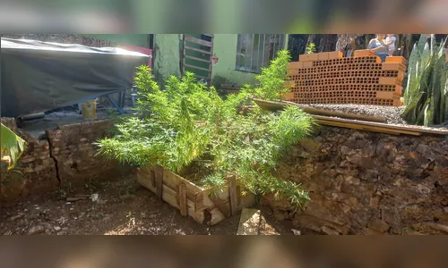 Jovem planta maconha em casa, mas é preso por não pagar pensão