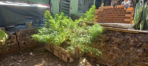 Plantas eram cultivadas no quintal da casa do detido