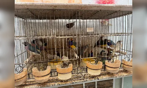 Operação descobre cativeiro com mais de 5 mil aves em Arapongas; vídeo