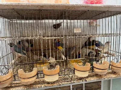 Uma médica veterinária especialista em aves esteve na residência e constatou que os pássaros viviam em condições insalubres