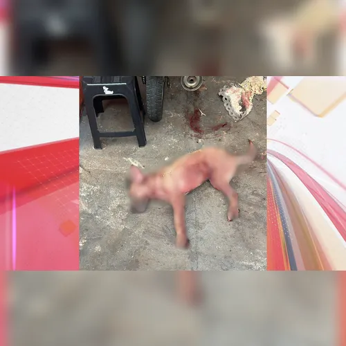 Homem é preso após cão atacar e matar cachorro de vizinho em Cambira