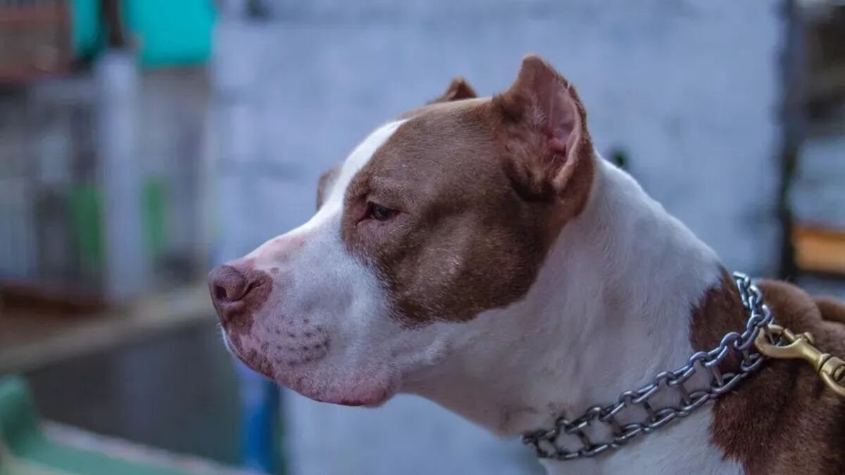 Susto! Moradora chega em casa e encontra pitbull do vizinho no quintal