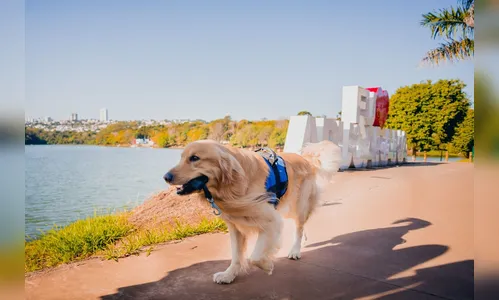 Morte de cachorro famoso em Apucarana gera comoção
